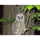 Farwell: I was driving by and seen this Owl sitting in the tree's I just happend to have my camera