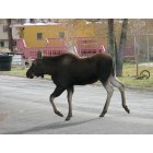 Kemmerer: Moose calf wandering through town, near Archie Neill Park