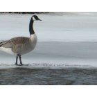 Atlanta: : Canadian Geese Return to Thunder Bay