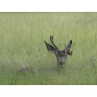 Ruidoso: : Deer resting in the field, 1/2 block off Sudderth on Country Club, July 2009