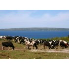 Harbor Springs: : Cows With A Bay View