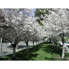 Livermore: : Cherry Trees in front of Livermore Public Library