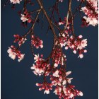 Livermore: : spring Blossom