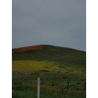 Paso Robles: Hills full of Wilflowers