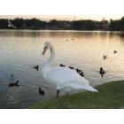 Lakeland: Lakeland Swan at Lake Morton