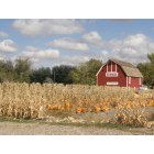Idaho Falls: : A pumpkin patch close to home, in fact it is located on the road behind the Idaho Fall Zoo. It is a great place to take your family to pick pumpkins from the vines. It is a beautiful spot to capture a photo with your family and create many memories.