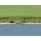 Boca Raton: 2 Gators @ BCC between holes 4 & 5. . . dont try to get your ball if it goes in the water!