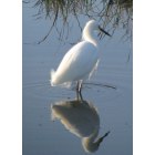 Martinez: snowy egret at Martinez Regional Shoreline Park