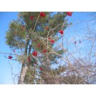 Marysville: Red winter berries2