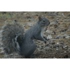 La Pine: Gray Squirrel