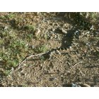 Cordes Lakes: freindly King snake 'garden pet'