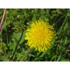 Wildwood: : Weed flower