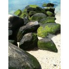 Sea Cliff: Mossy rocks at Tappan Beach