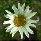 Spencer: : Daisy in my yard on Jolicoeur Ave.