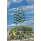 Corona de Tucson: Century plants near Sycamore Elementary School