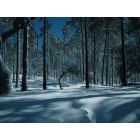 Silver City, NM : burro mt january snow 2010 photo, picture, image (New ...