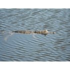 North Port: : Alligator