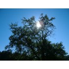 Pine Glen: Early morning sun thur the apple tree