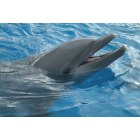 Miami: : Miami Sea Aquarium - Dolphin