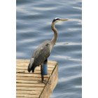 Portage Lakes: Heron on East Reservoir