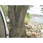 Topaz Lake: trees and swimming