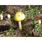 Sparta: Mushroom found at New River Golf Course in Sparta