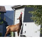 Estes Park: : Thirsty Elk