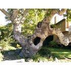 San Luis Obispo: : Beautiful Old Sycamore