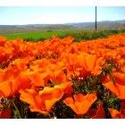 Lancaster: : The poppy fields, Lancaster, CA.