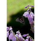 Dover Plains: Butterfly in Dover Plains, New York