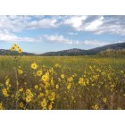 Bear Valley Springs: Late Spring Flowers
