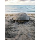 Highland Beach: Mama Green Sea Turtle returning to the sea just after covering her nest of eggs!