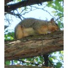 Echo: : Squirrel in Oregon Trail Arboretum, Echo