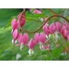 Elizabethtown: Bleeding Hearts - Taken on the porch at a friends house on Stone Mill Drive.