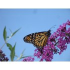 Elizabethtown: Butterfly - Photo taken in the backyard of a neighbor's home on Stone Mill Drive.