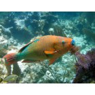 Marathon: : Rainbow Parrotfish