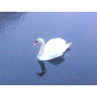 Fall River: : A swan in Watuppa Pond