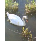 Fall River: : Swan in the river