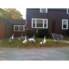 Rowley: My neighbor's geese out for a walk