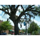 Conway: : The most beautiful trees in the world!