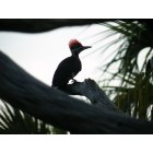 North Port: : Pileated Woodpecker