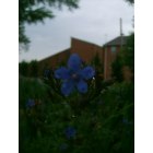 Muncie: Flower in front of church on Ball State