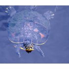 North Port: : Turtle