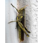 North Port: : Grasshopper