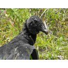 North Port: : Vulture