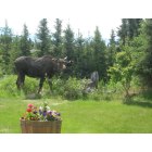 Anchorage: : The moose is in the lawn again!