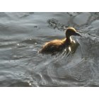 Beaver: ducky at bradys run