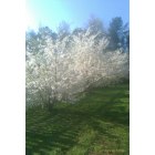 Siler City: The Best of Spring: Blossoming Cherry Trees.