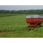 Cynthiana: Soybeans frown