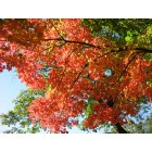 Missoula: : Brilliant fall colors in Missoula